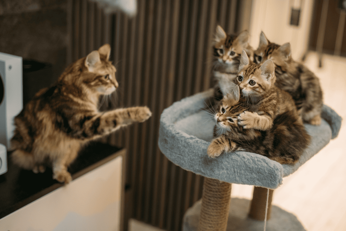 A pretty mother cat playing with her kittens