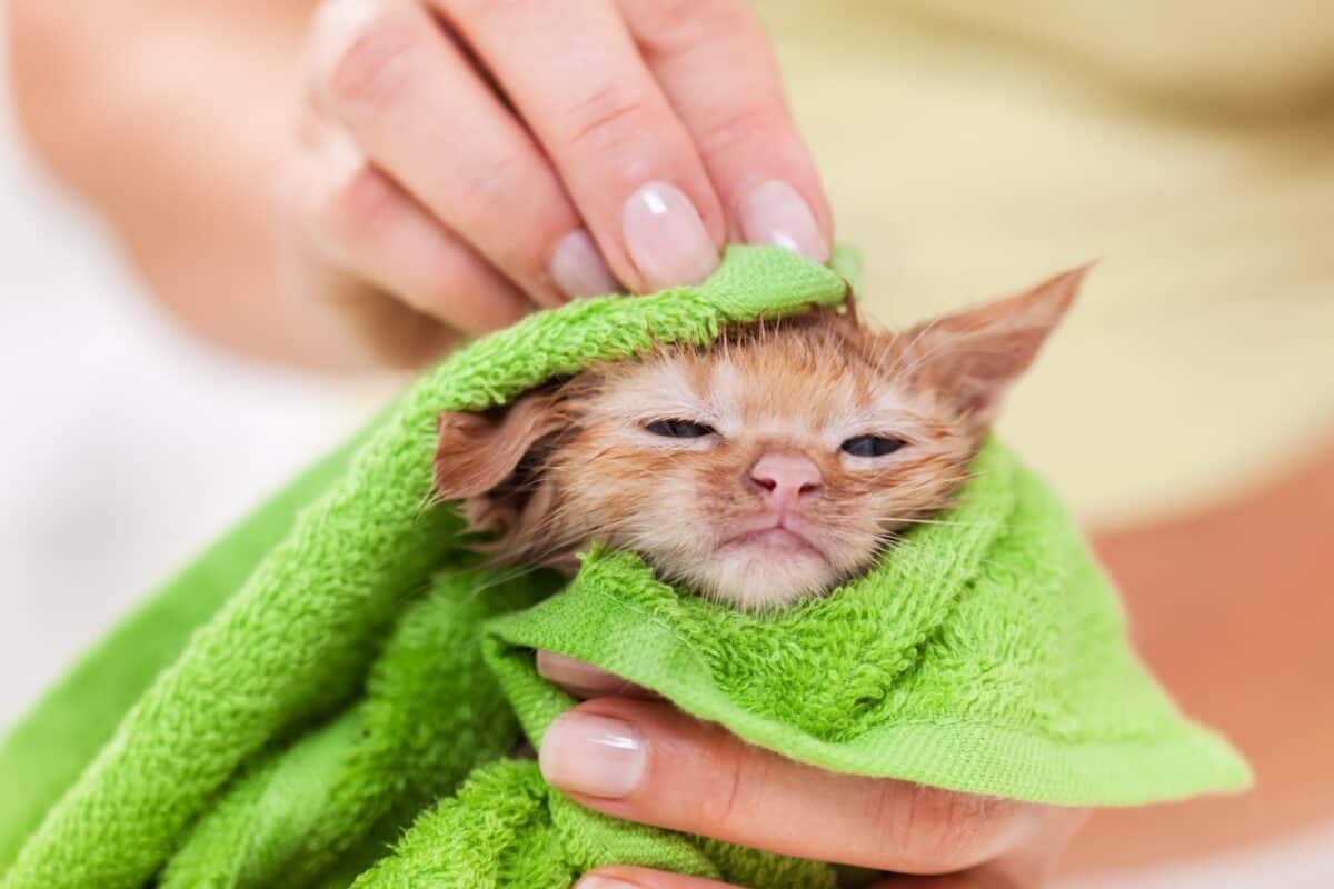 kitten after a bath, wrapped in towel