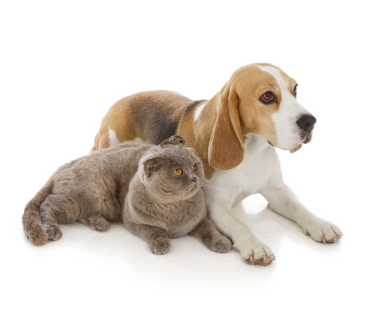 Beagle and a cat