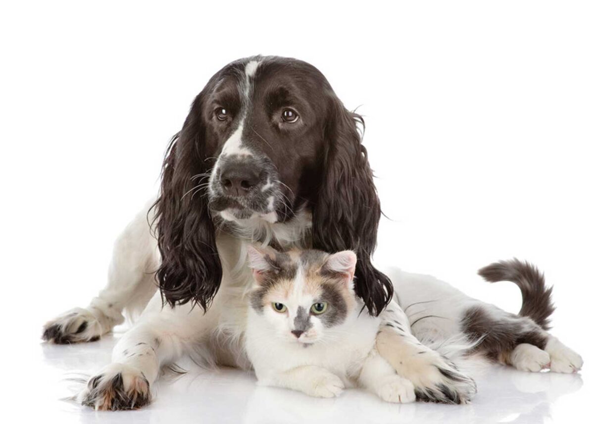 Cavalier King Charles Spaniel dog and a cat