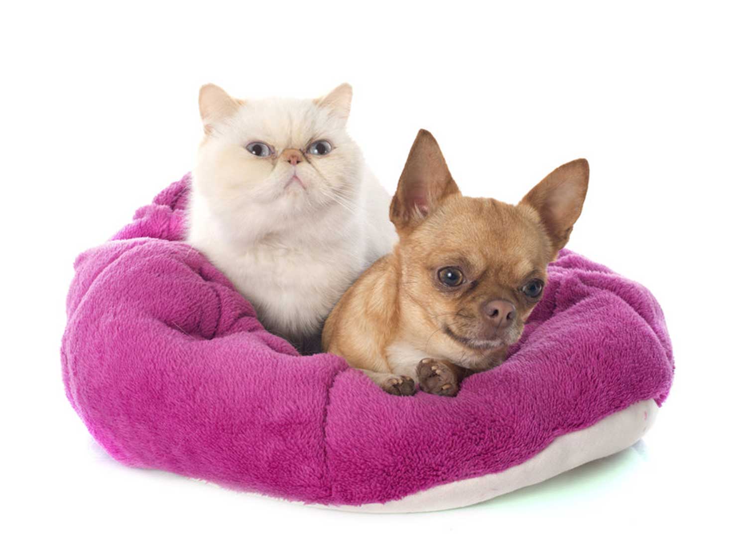 Chihuahua and a cat