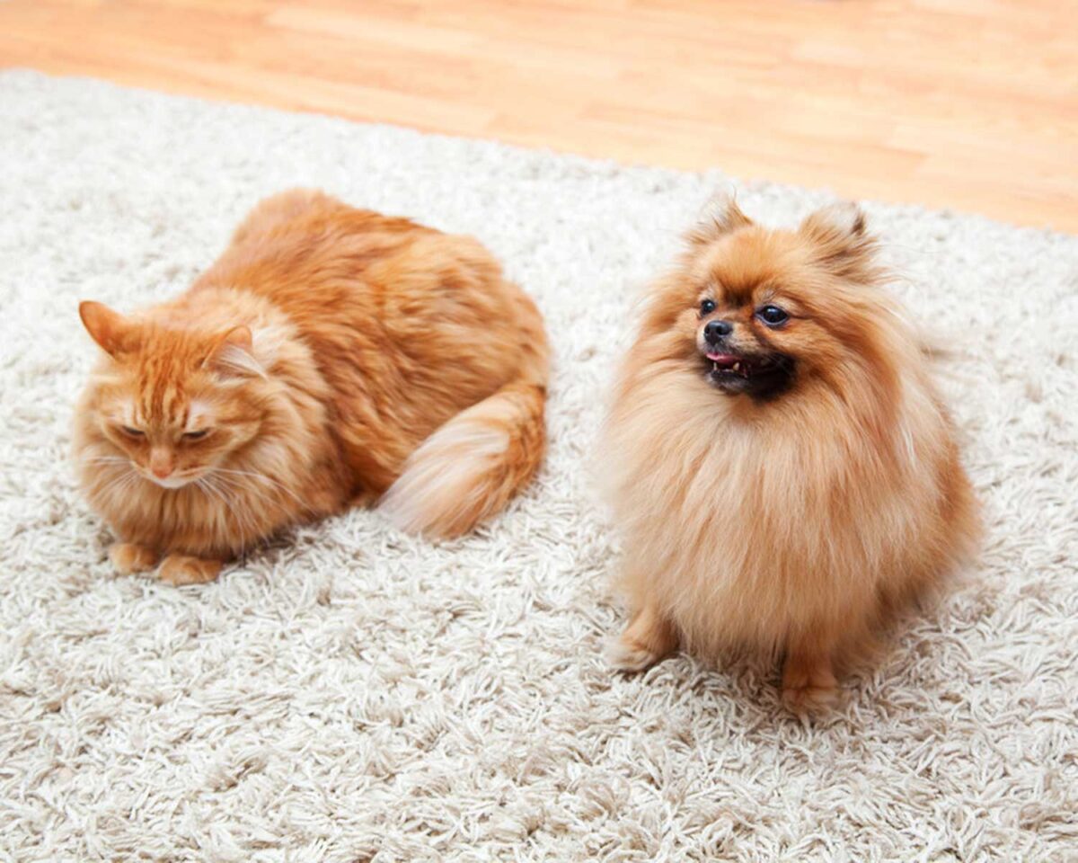 Pomeranian and a cat