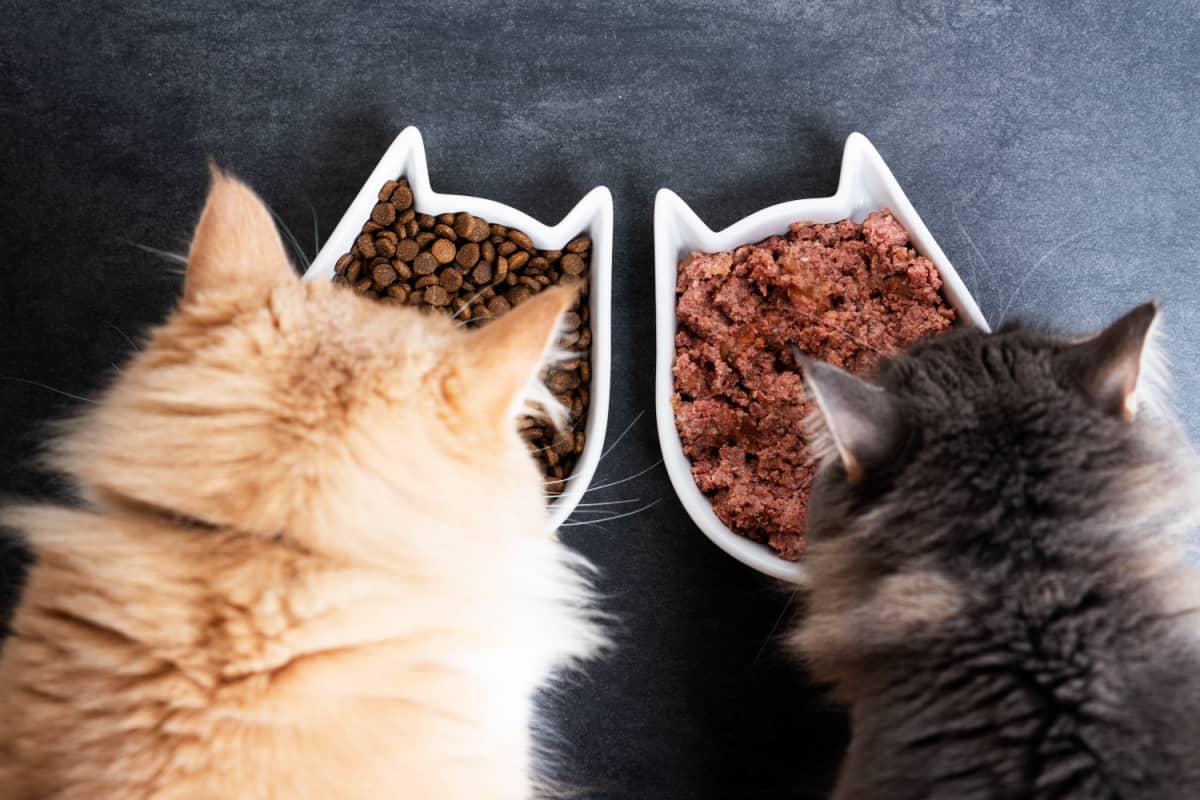 Cat Food & Feline Nutrition With Pet Nutritionist Dr. Martha Cline