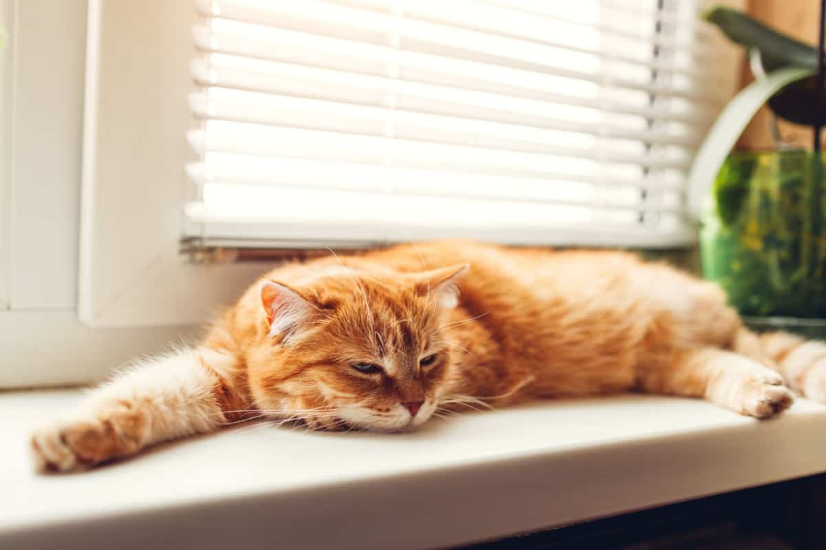 from article how long can you leave your cat alone Ginger cat lying on window sill at home in the morning. Pet enjoying sun sleeping and relaxing