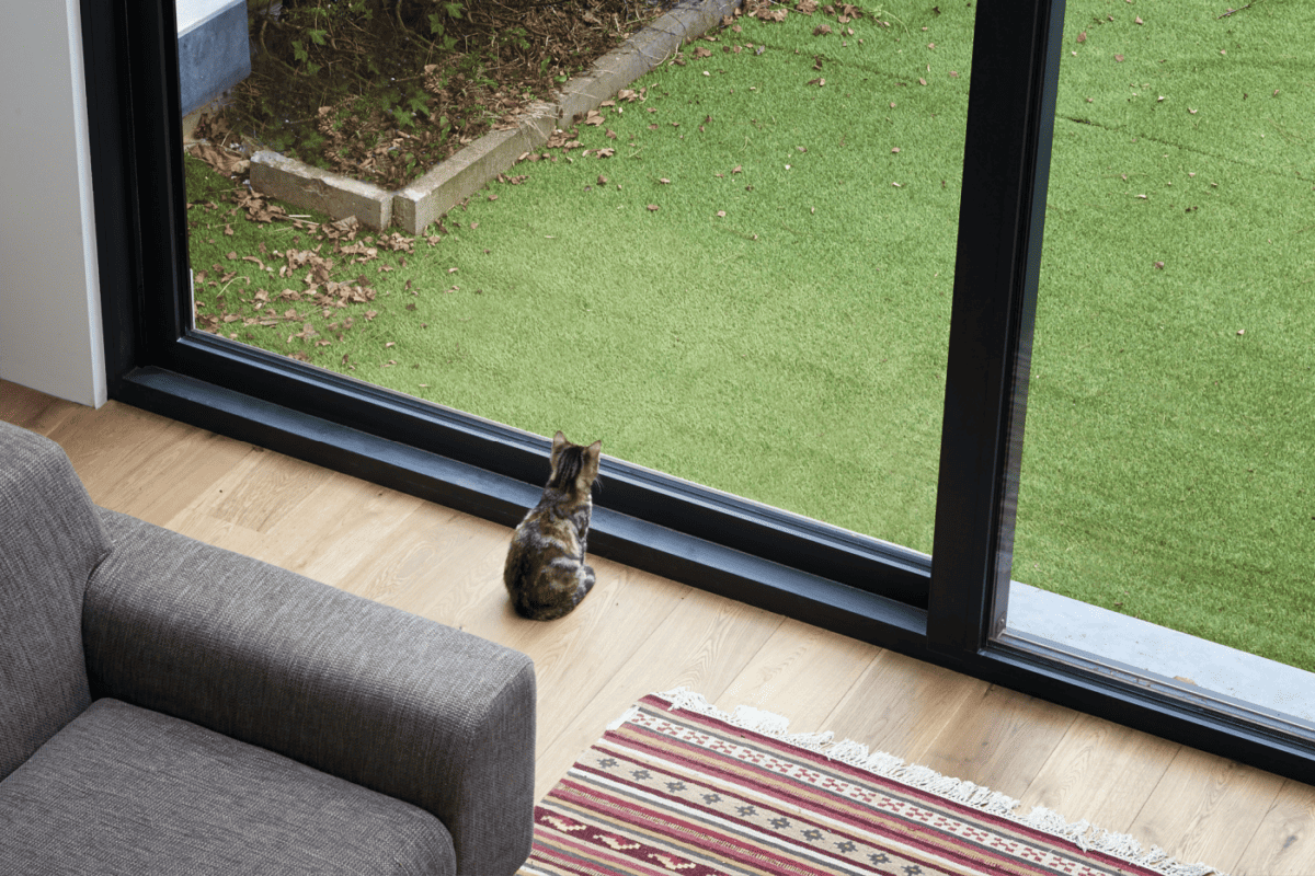from article how long can you leave your cat alone Little cat looking outside at autumnal garden, view from top
