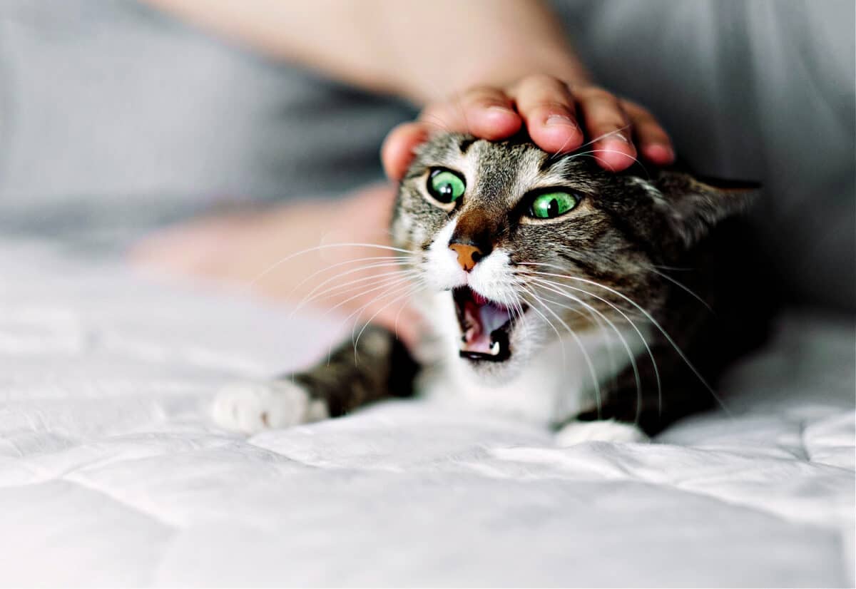 aggression in cats