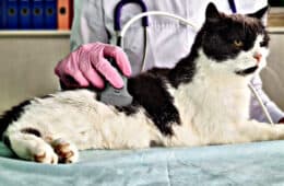 Veterinarian performs ultrasound of abdominal cavity of domestic cat. Ultrasound of internal organs