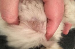 Ringworm in a cat, How to deal with ringworm in cats [Inc. The Housecleaning Regime]