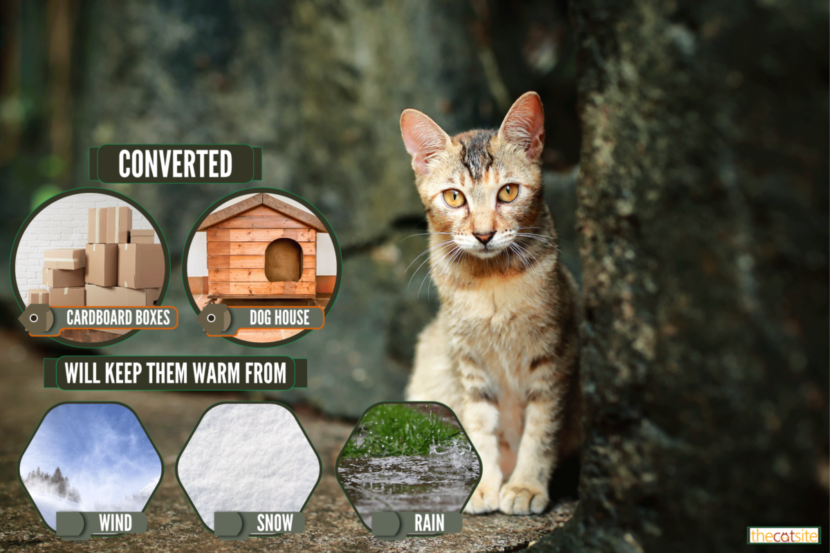 Fall is the Time to Prepare Winter Shelter for Feral Cats