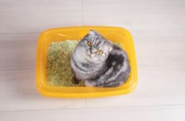 gray striped Scottish Fold cat in an orange tray filled with tofu