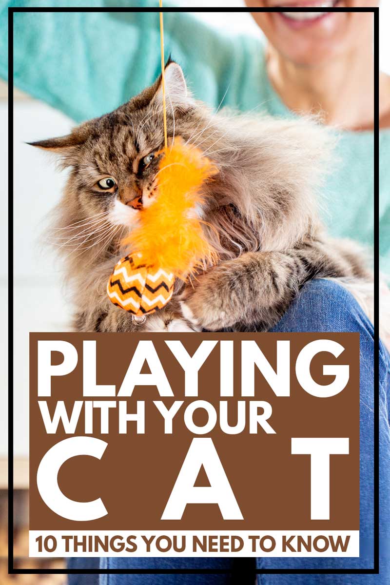 Playing-With-Your-Cat-10-Things-You-Need-To-Know
