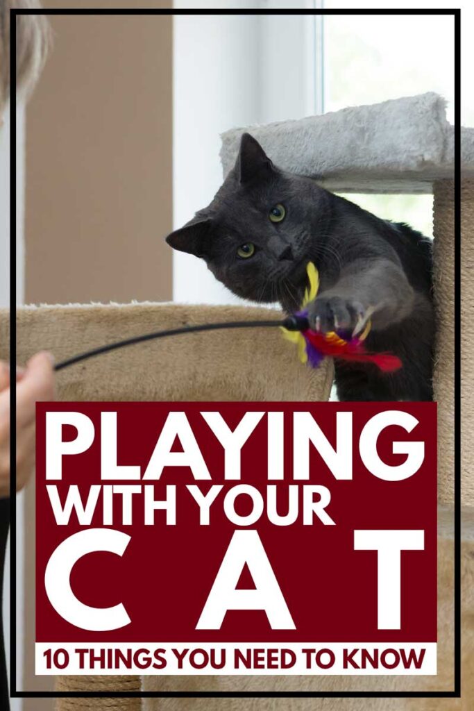 Playing-With-Your-Cat-10-Things-You-Need-To-Know