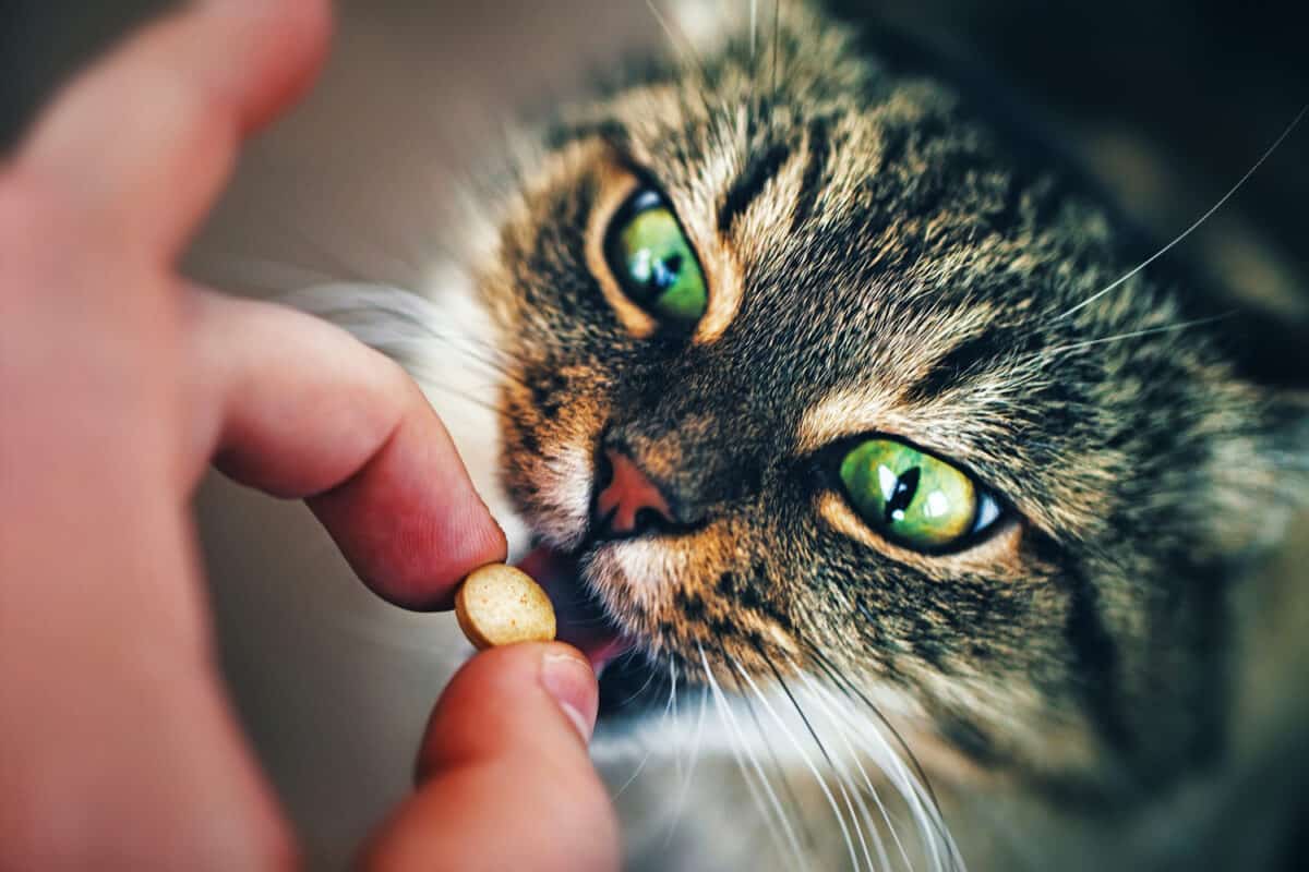 pilling cats