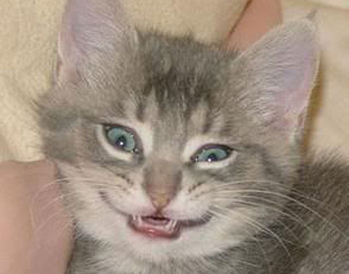 Kitten smiling 