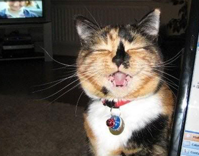 Calico cat smiling
