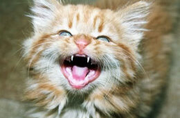 Ginger tabby kitten laughing