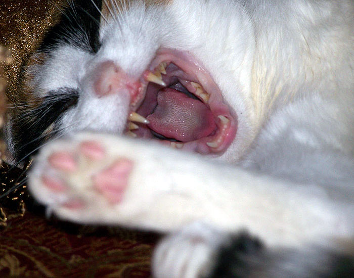Cat holding up paw while appearing to laugh
