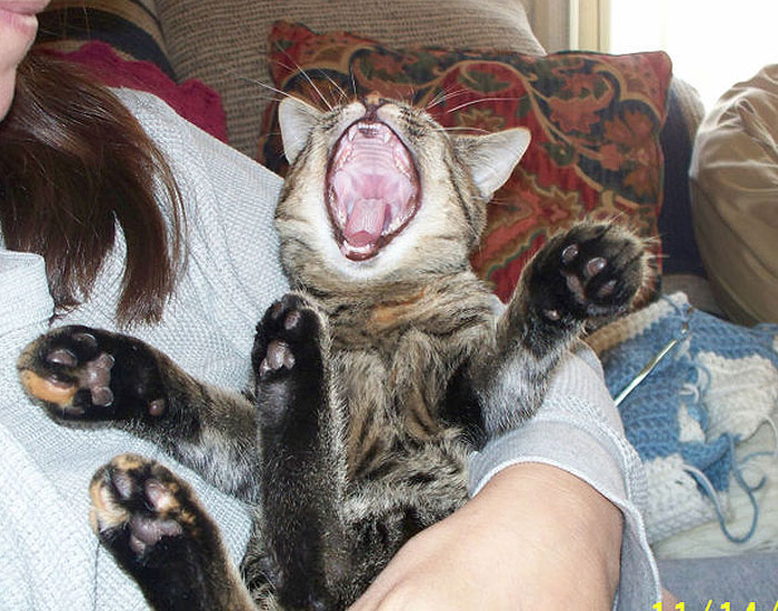 Cat held in arms appears to laugh