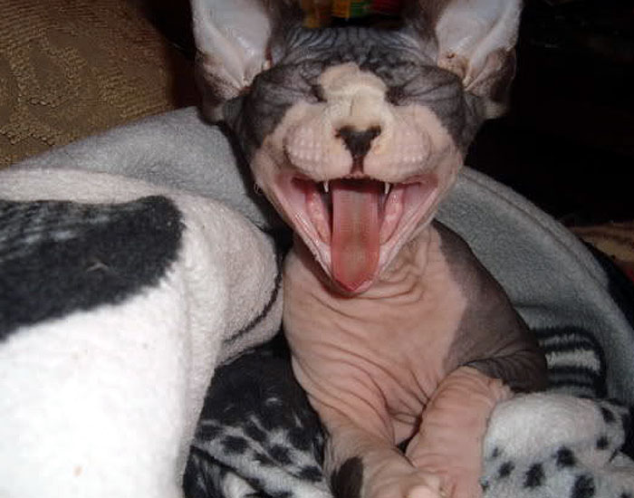 Sphynx cat appears to laugh