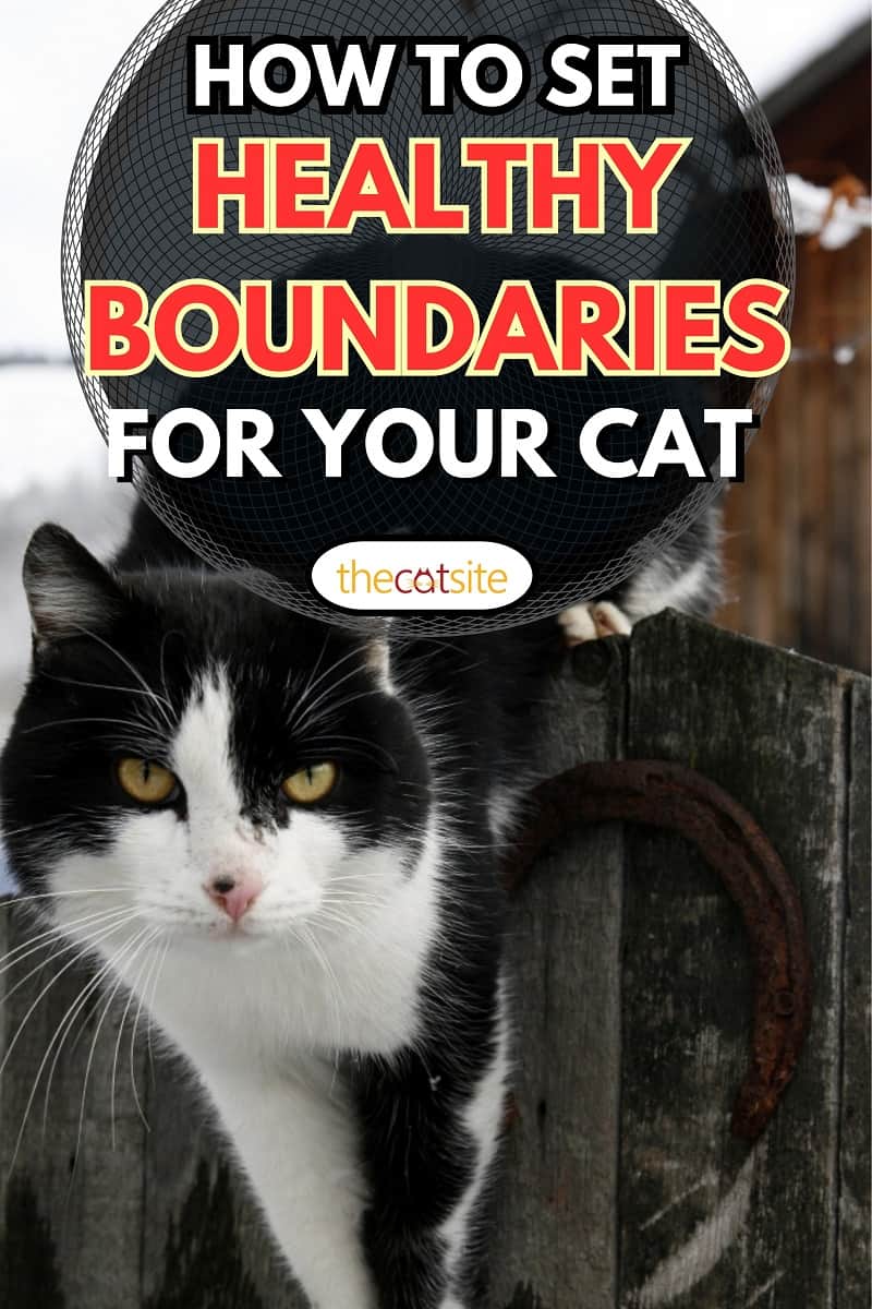 Cat black and white color sitting on the fence, How To Set Healthy Boundaries For Your Cat