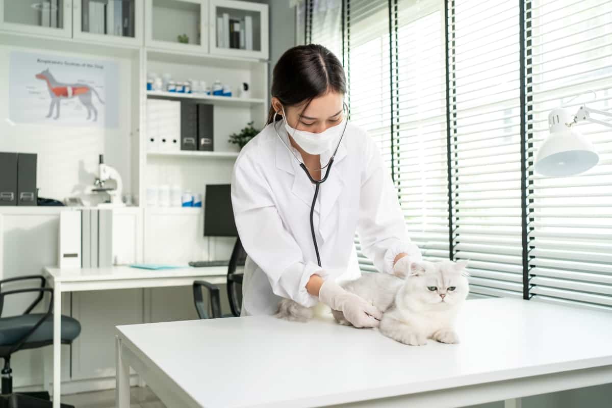 Asian veterinarian examine cat during appointment in veterinary clinic. Professional vet doctor woman stand on examination table with stethoscope work and check on little animal kitten in pet hospital