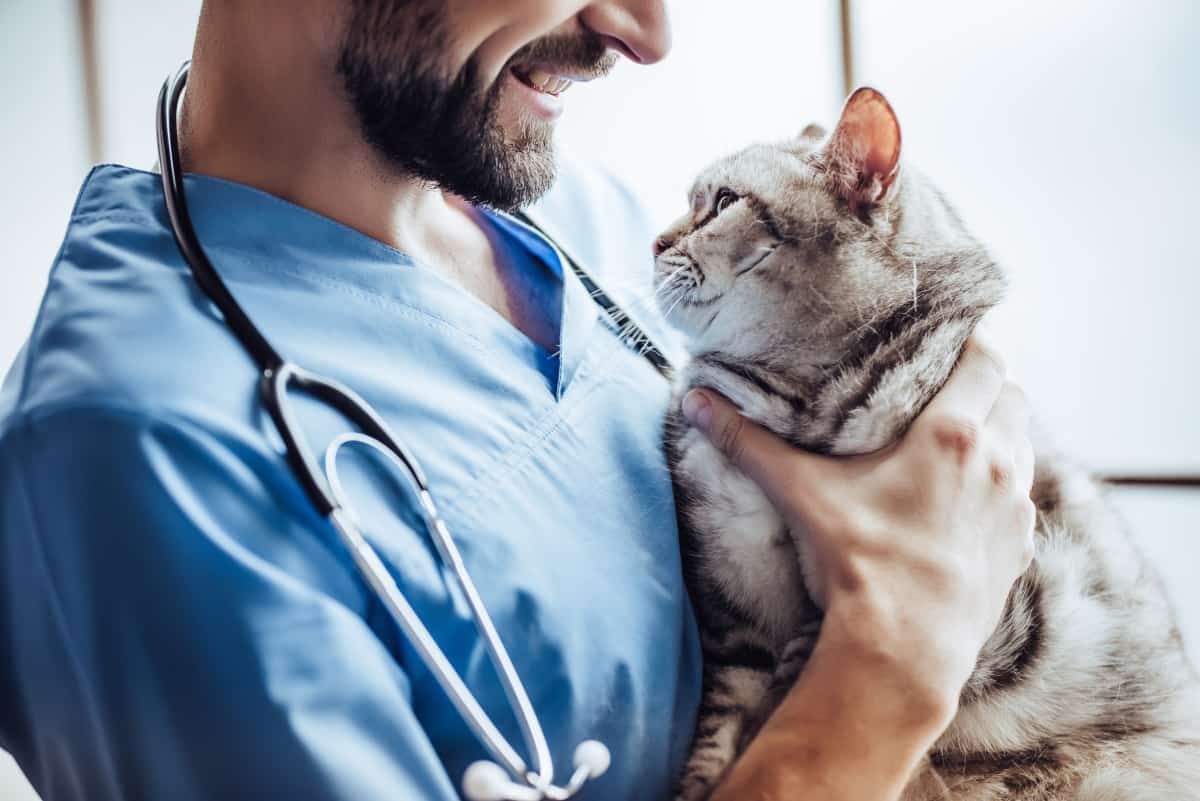 Cropped image of handsome male doctor veterinarian with stethoscope is holding cute grey cat on hands at vet clinic and smiling.