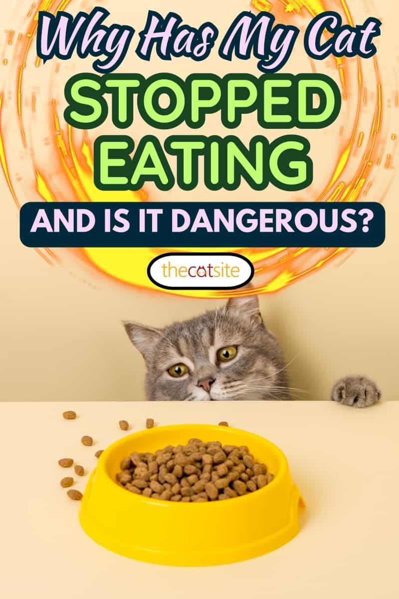 A cute gray cat and a bowl of food on a yellow background. Reaching for his favorite food, little thief. Why Has My Cat Stopped Eating And Is It Dangerous?