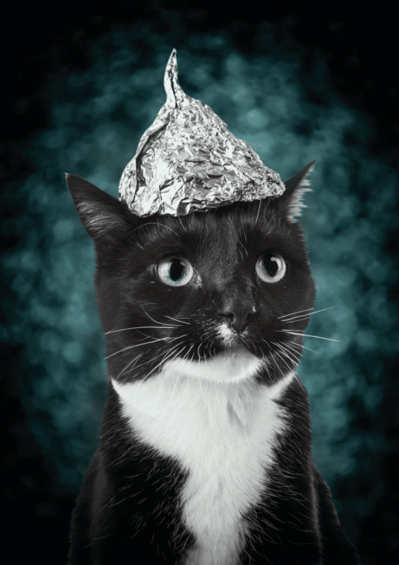 A cat with a tinfoil hat