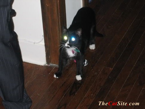 Tuxedo cat with red eyes