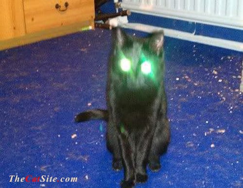 A black cat sits for the photo but their eyes are glowing green