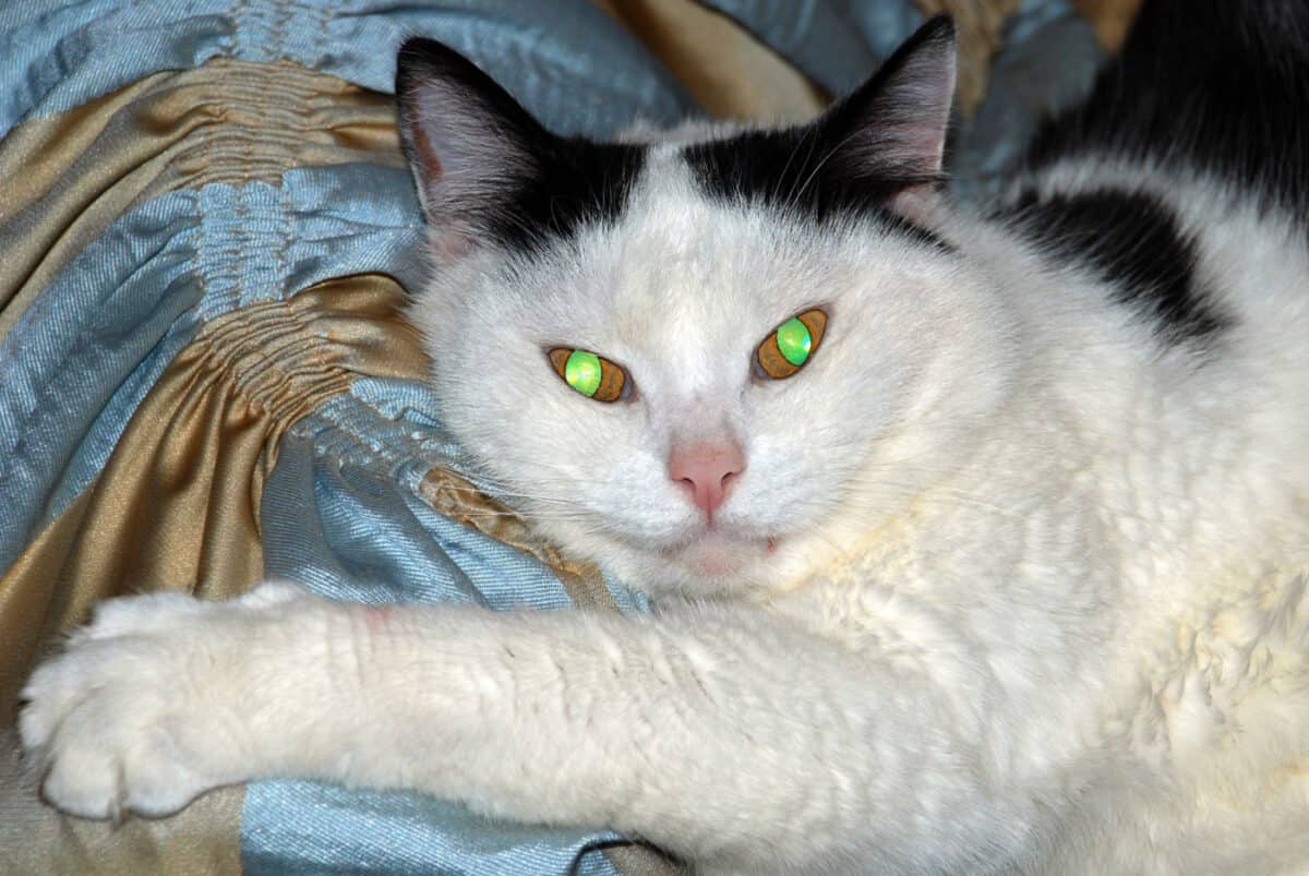 a white cat with black ears lounges - green glowing eyes staring back at you cats as aliens
