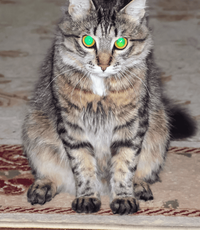 A big fluffy cat stars at the camera - green glowing eyes cats as aliens