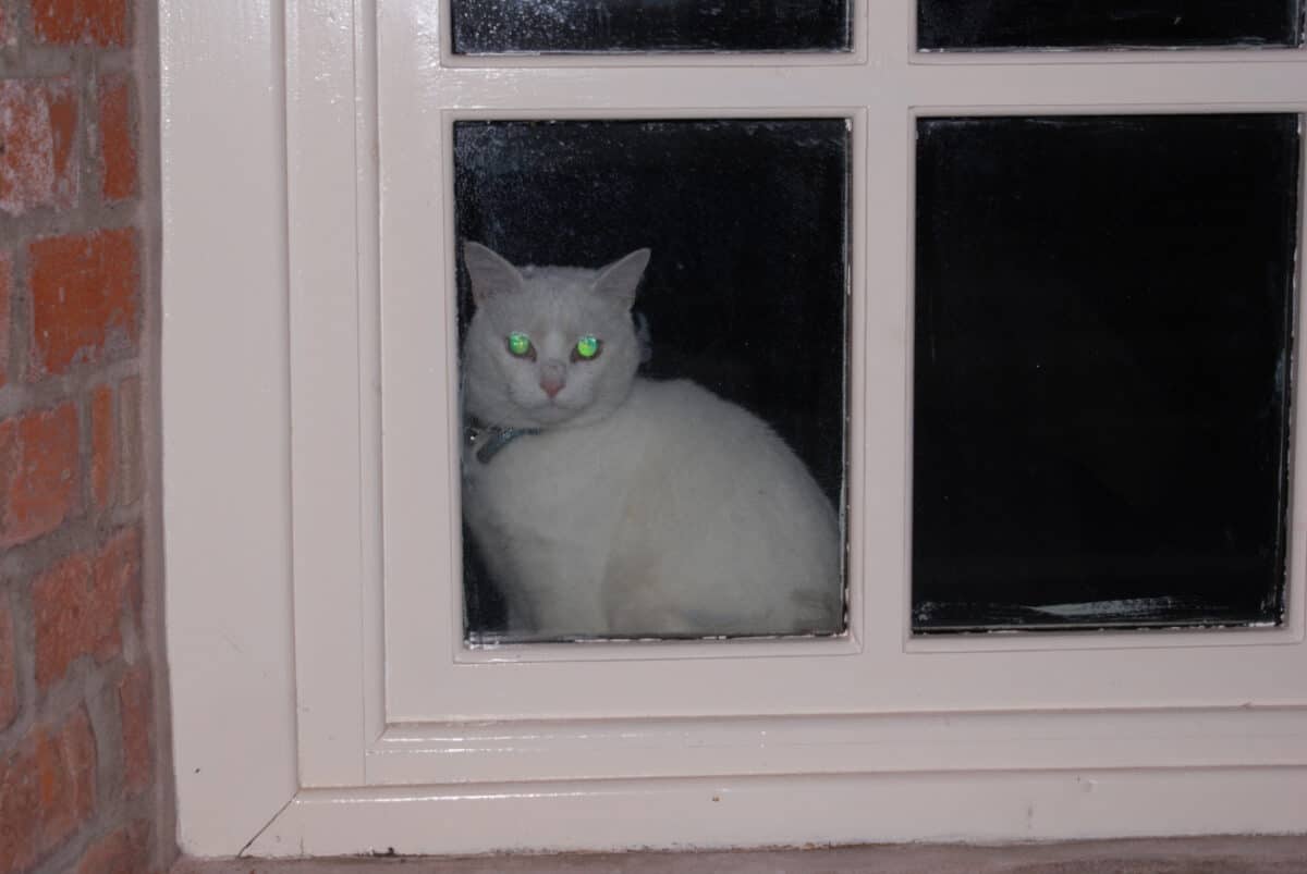 A white cat sitting in a window with eyes glowing cats as aliens
