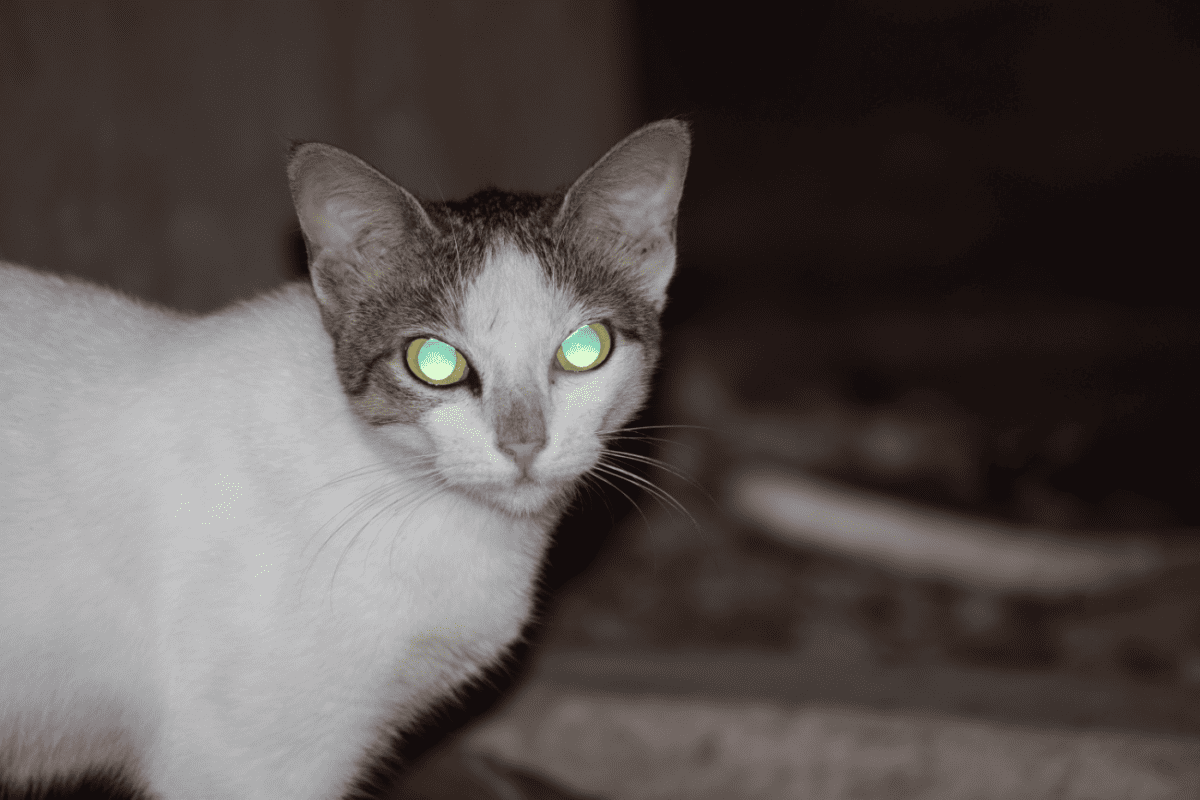 A white cat with brown head and ears with glowing green eyes