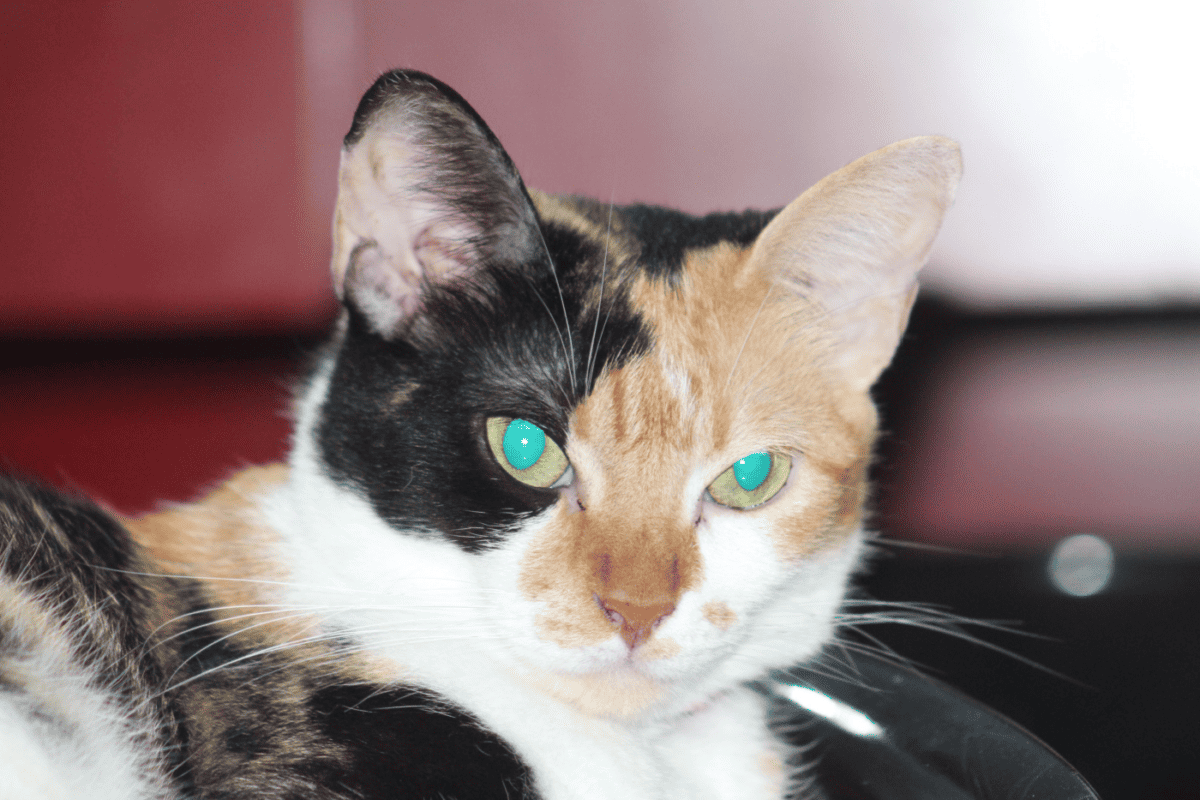 A calico cat with glowing eyes cats as aliens