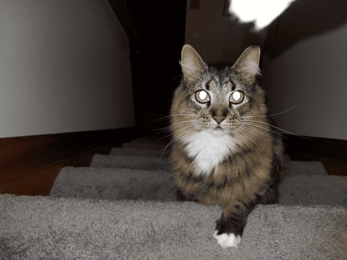 A cat is walking up the stairs and eyes are glowing cats as aliens
