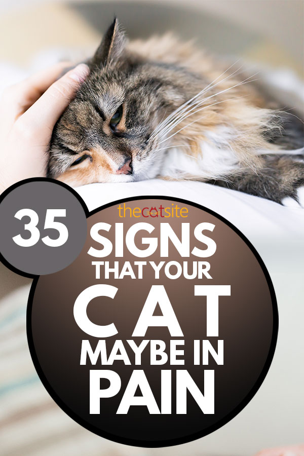 35 Signs that your cat maybe in pain