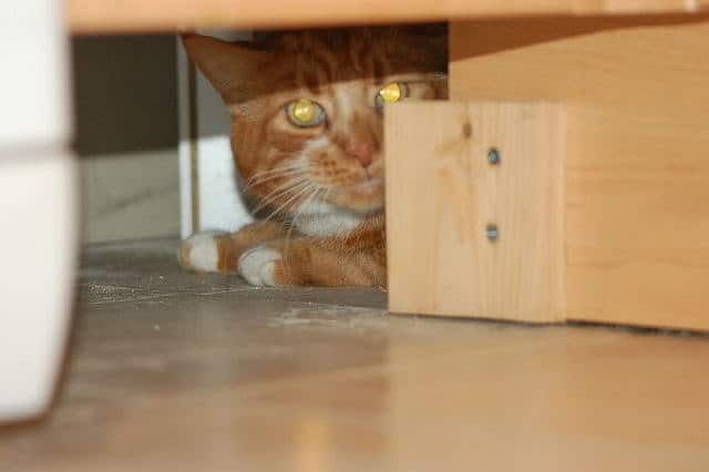A cat is hiding 