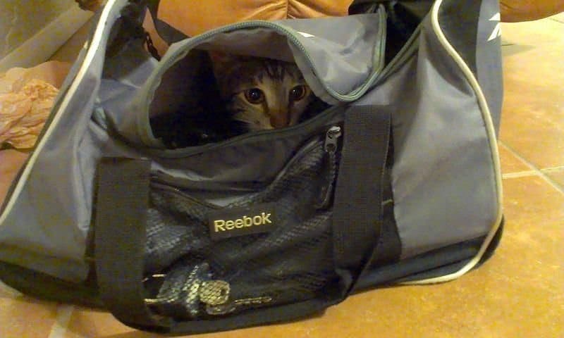 Cat inside a gym bag
