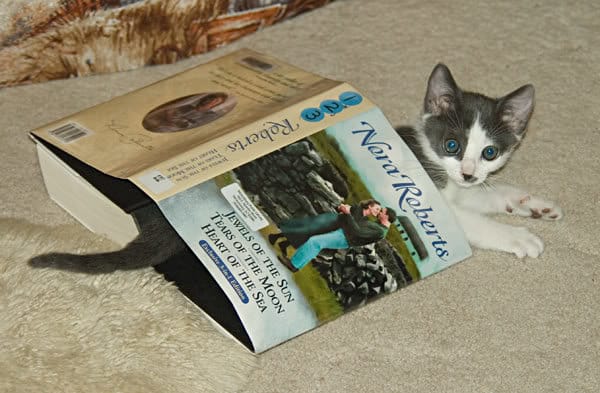 Kitty hiding under a book