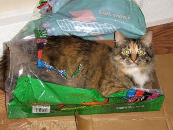 Cat hiding in a gatorade box with plastic