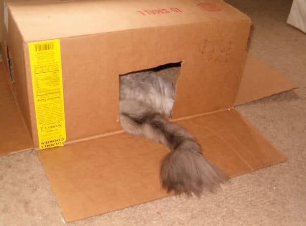 A cat tail is sticking out from a box