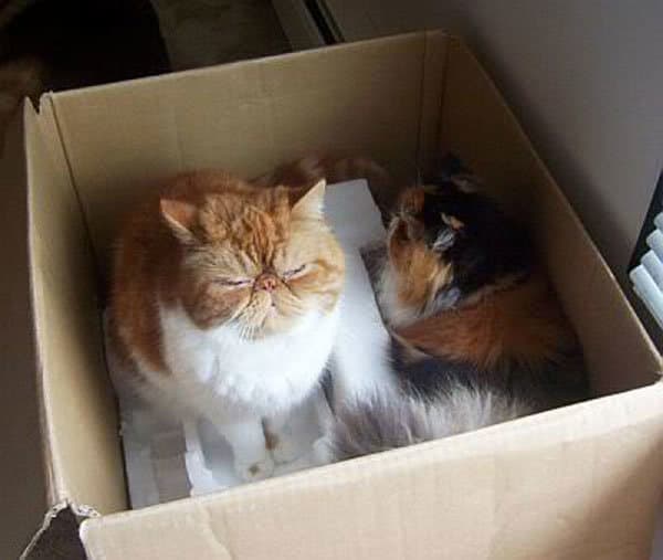 Cats hiding in a box