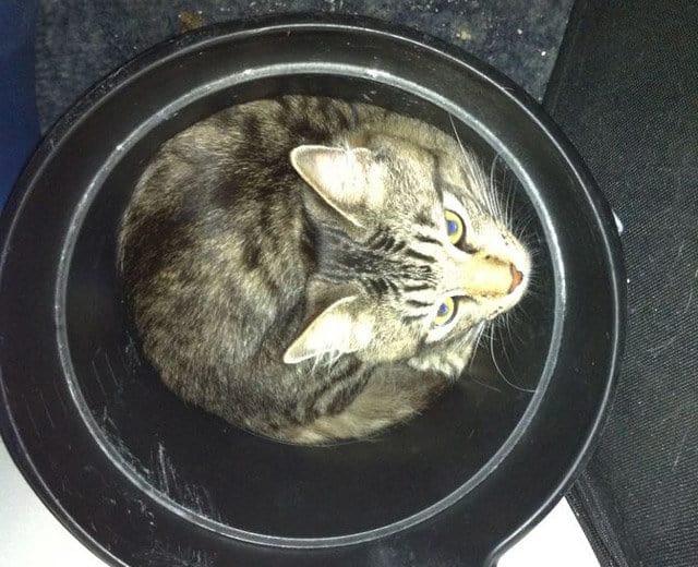 A cat sitting in a bucket