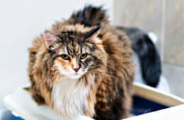 Calico maine coon cat overweight constipated sick trying to go to the bathroom in blue litter box at home sad looking eyes