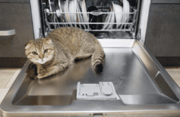 Domestic lop-eared ginger cat British breed lying inside in an open dishwasher