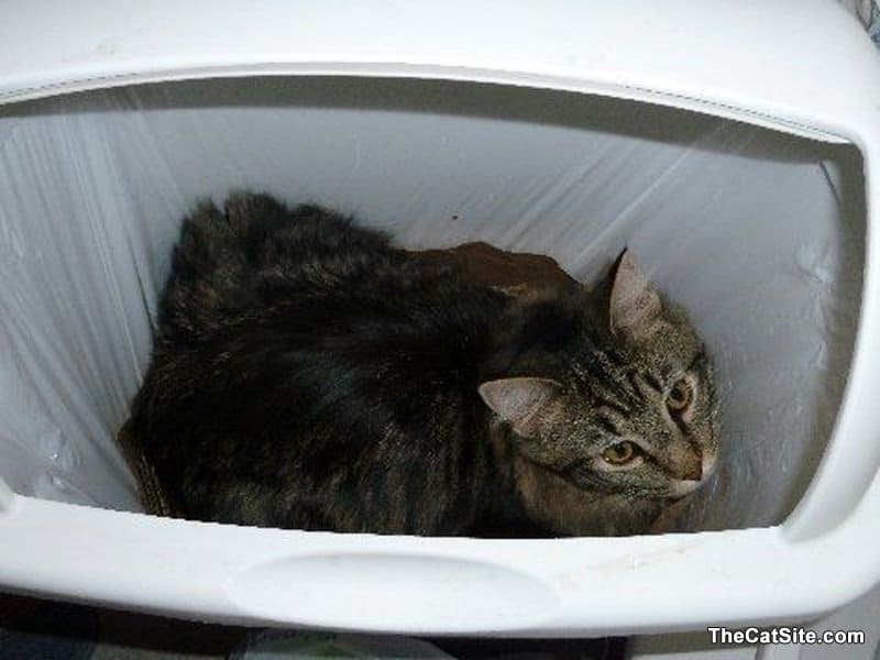 Cat in the trash bin