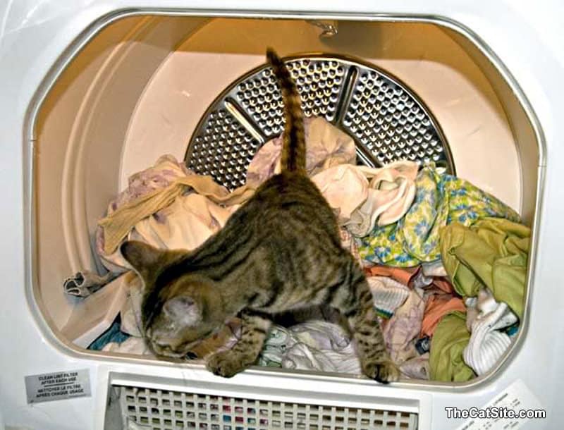 Cat inside the dryer