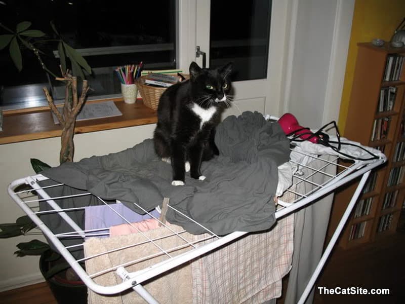 Cat on top of the ironing board