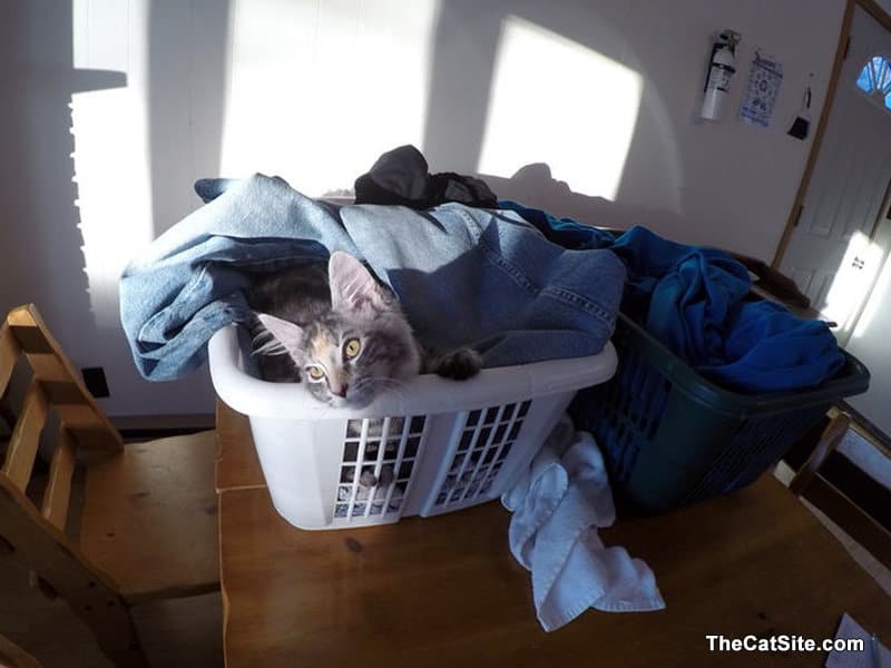 Cat inside the laundry bin